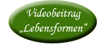 Videobeitrag