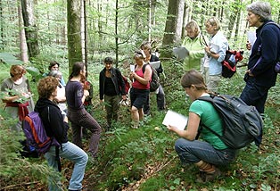 Im Wald