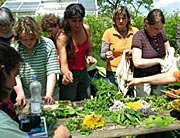 Heilpflanzenf&uuml;hrungen auf der Fraueninsel