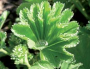 Pflanzen und Homöopathie in der Frauenheilkunde - Garten der Aphrodite 