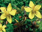 Sonnwendtage in der Natur