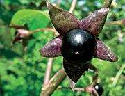 Göttinnenkraft und ganzheitliche  Frauenheilkunde