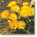 Fr&uuml;hjahrspflanzen