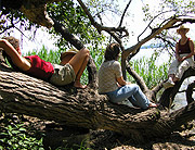 Intensivkurs - Ganzheitliche Heilpflanzenkunde