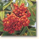Vogelbeeren