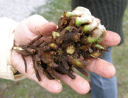 Intensivkurs - Ganzheitliche Heilpflanzenkunde